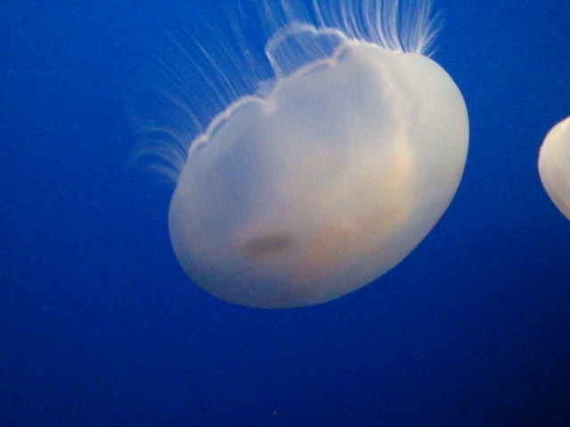 two small jellyfish swimming through the ocean