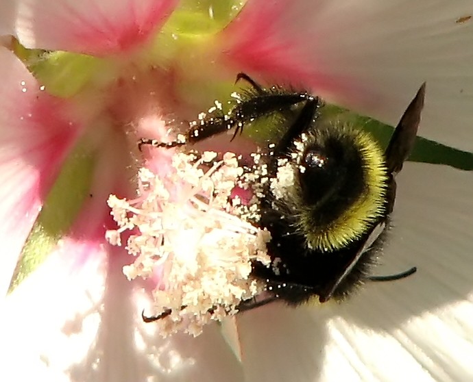 the bum is covered in pollen while sitting on a flower