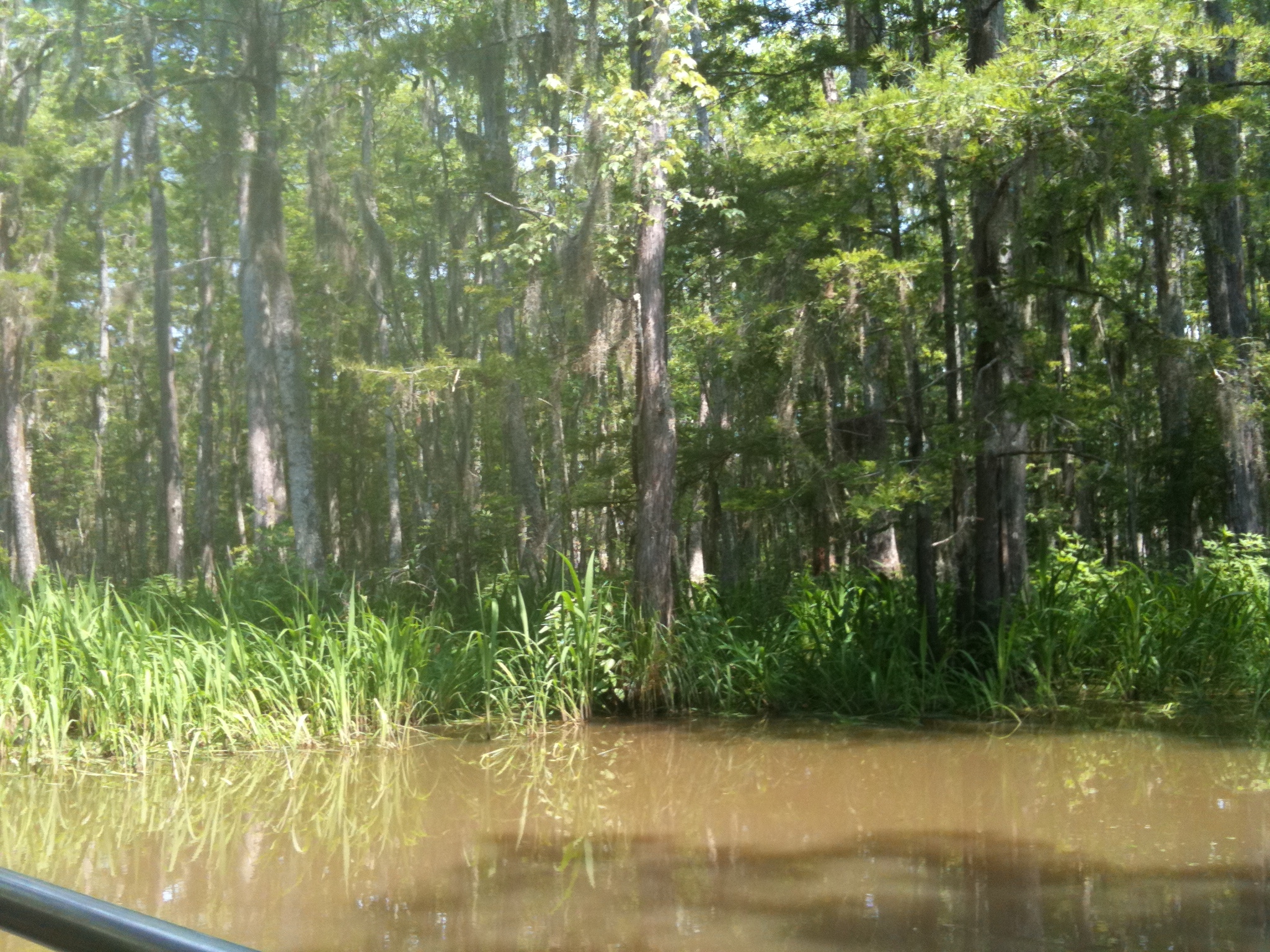 a swampy area near trees with shallow brown water