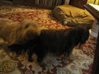 a dog stands next to another dog on a rug in a living room