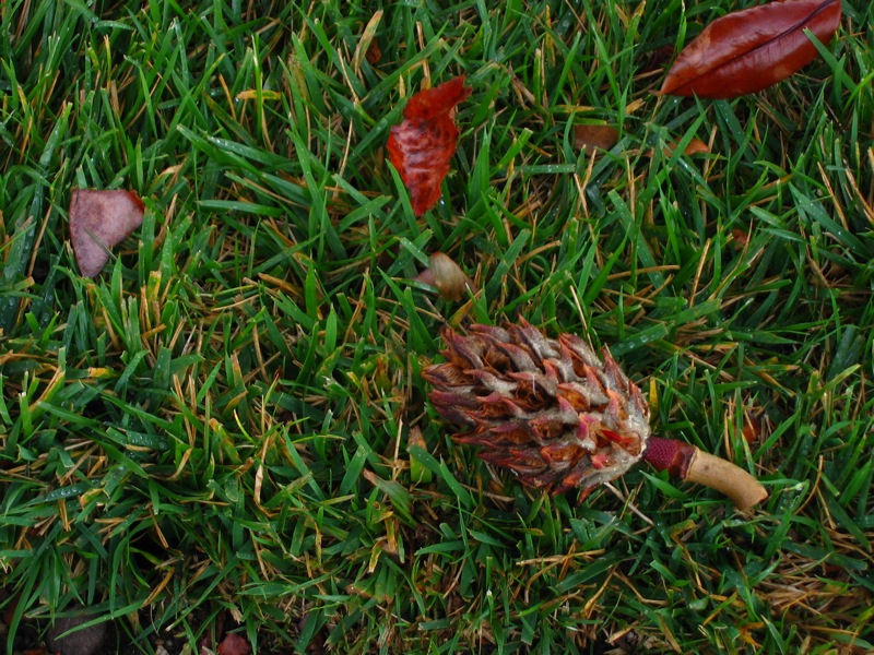 a small, spiky flower that is in the grass