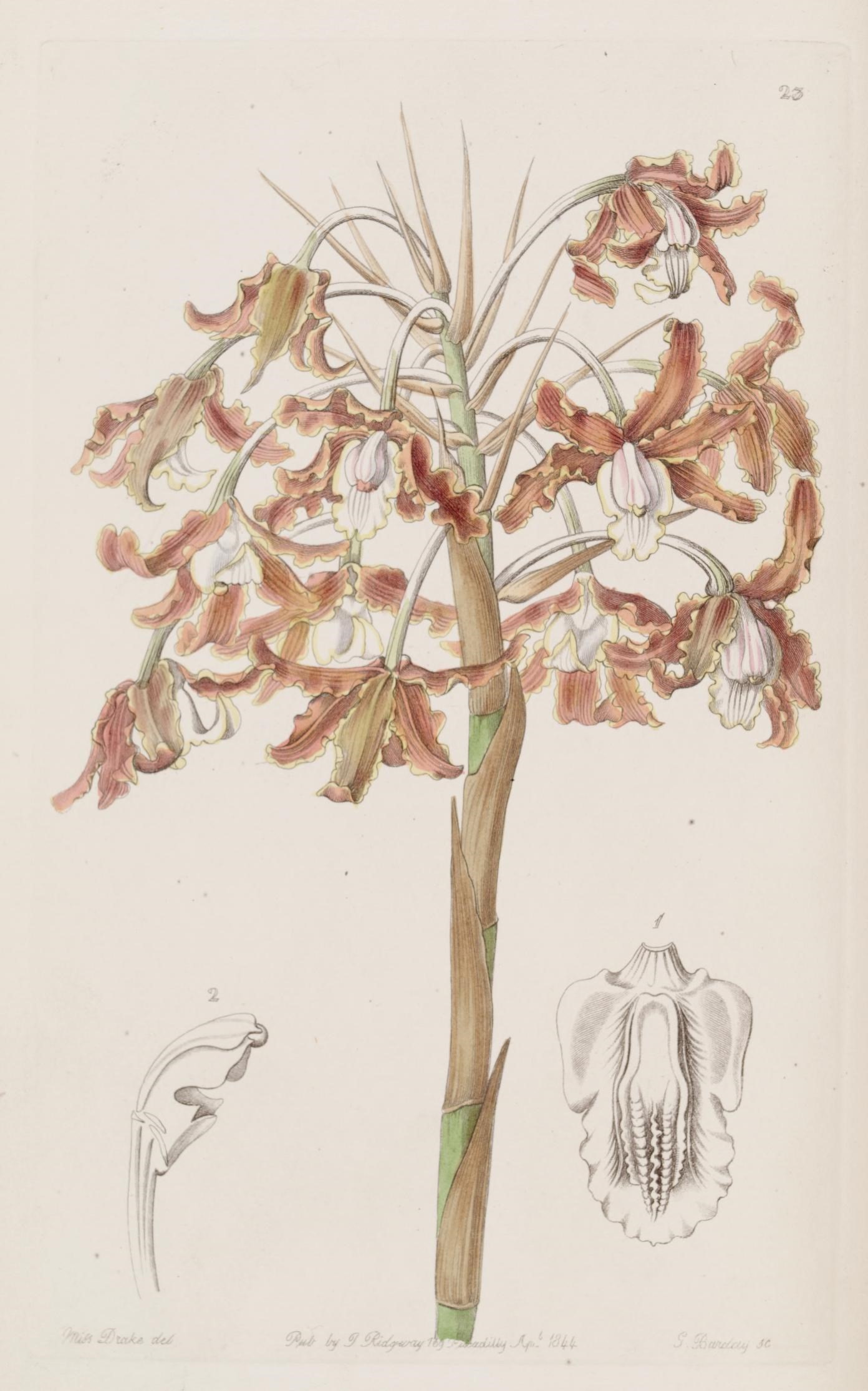 illustration of a flower tree from the book'plants of the united states '