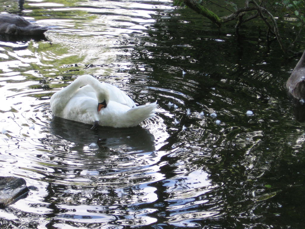 a white swan sitting in the water near several ducks