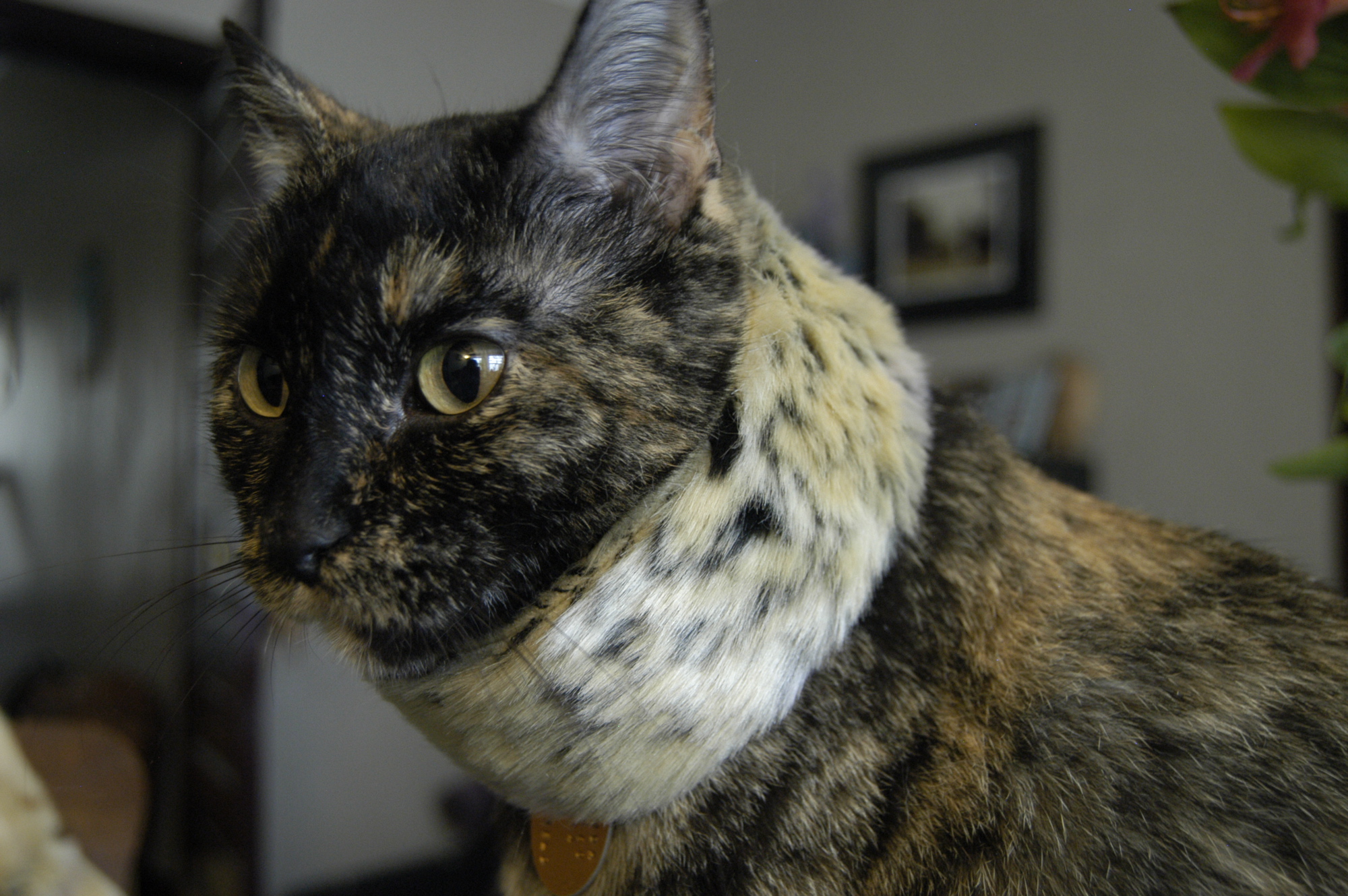 an adorable spotted cat staring at the camera