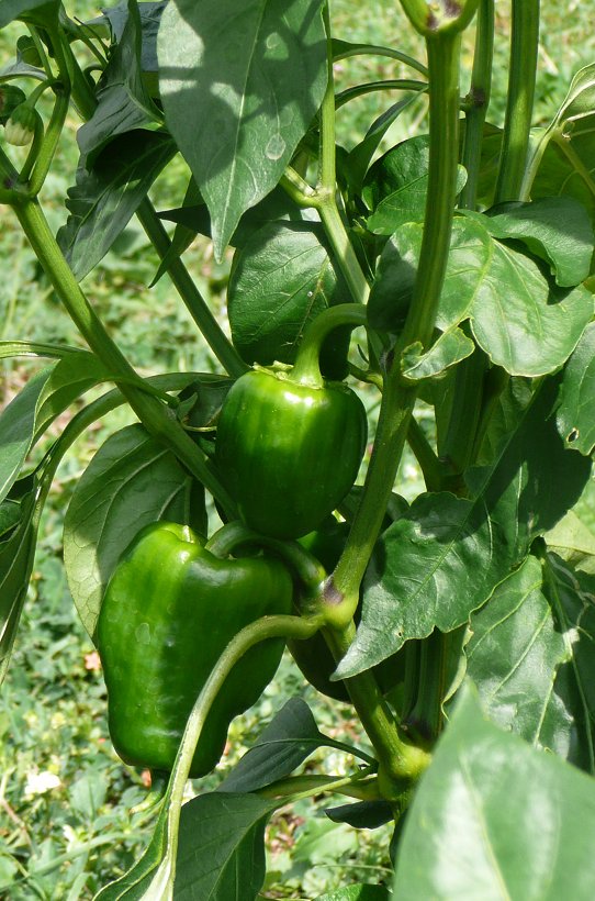 a cluster of green peppers hanging from the top of a plant