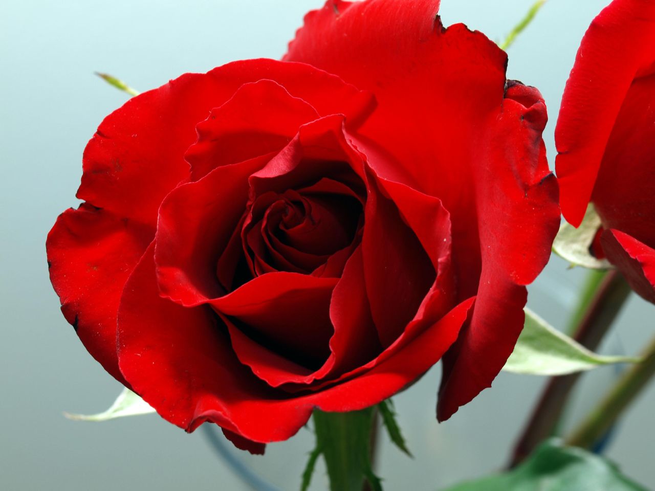 a group of three roses with leaves and petals