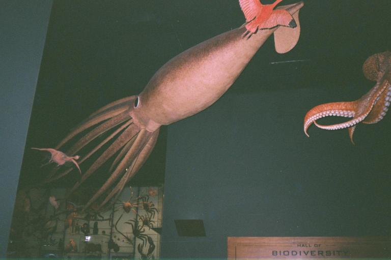two puppets of giant octo, squid, and seahorse hang above the table