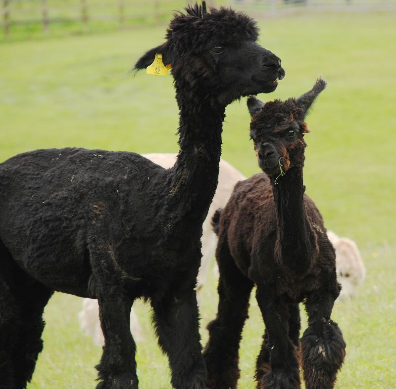 two small alpacas standing near each other in the grass