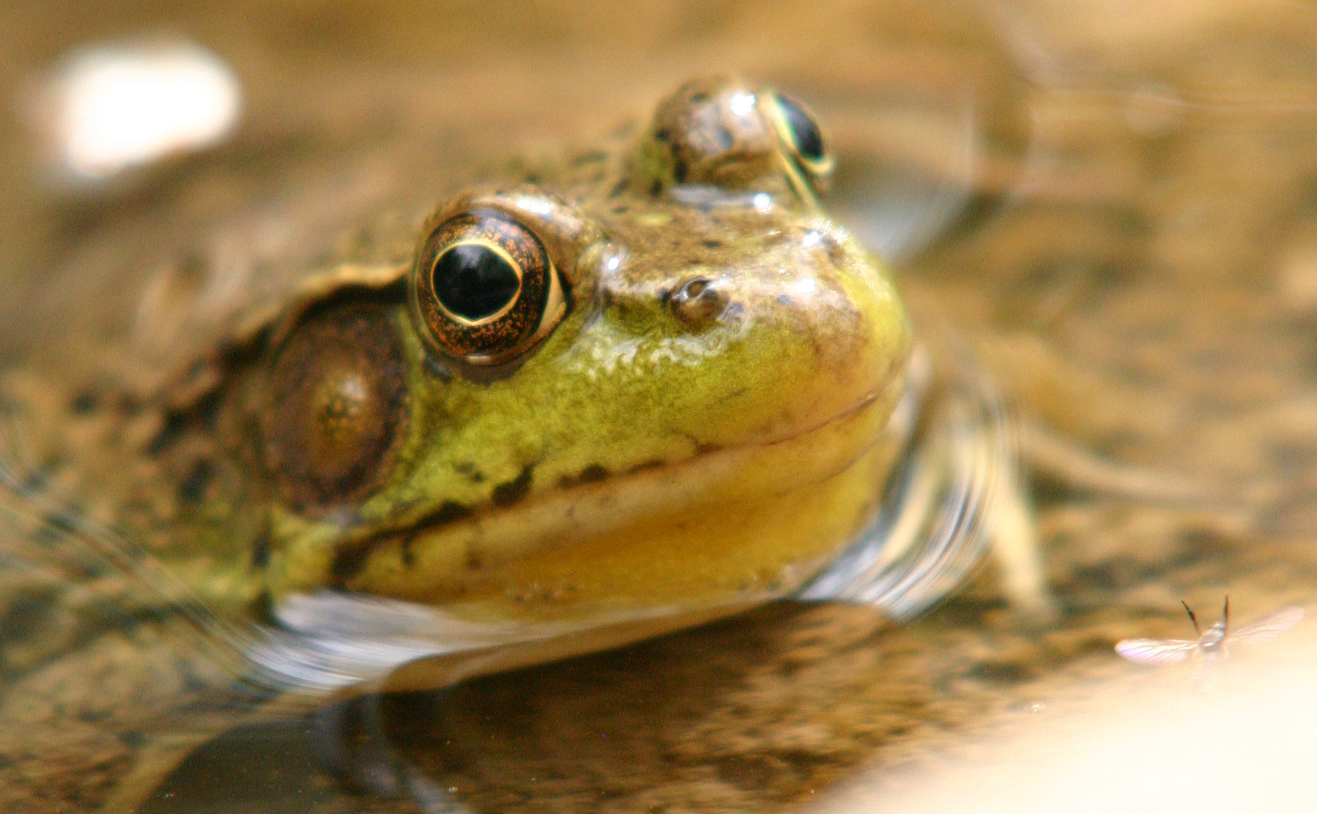 a close - up s of the top half of a frog's head with eyes open