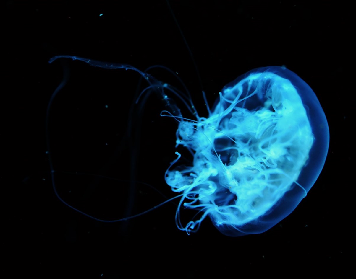 a large blue jellyfish floating in the ocean