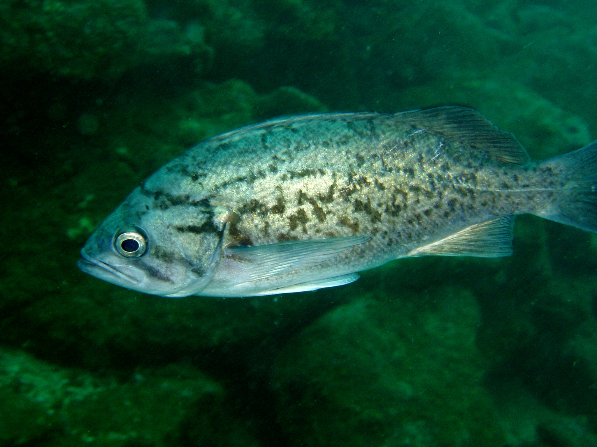 the fish looks like it is floating under water