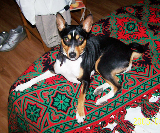 a dog laying on a decorative patterned blanket on the floor