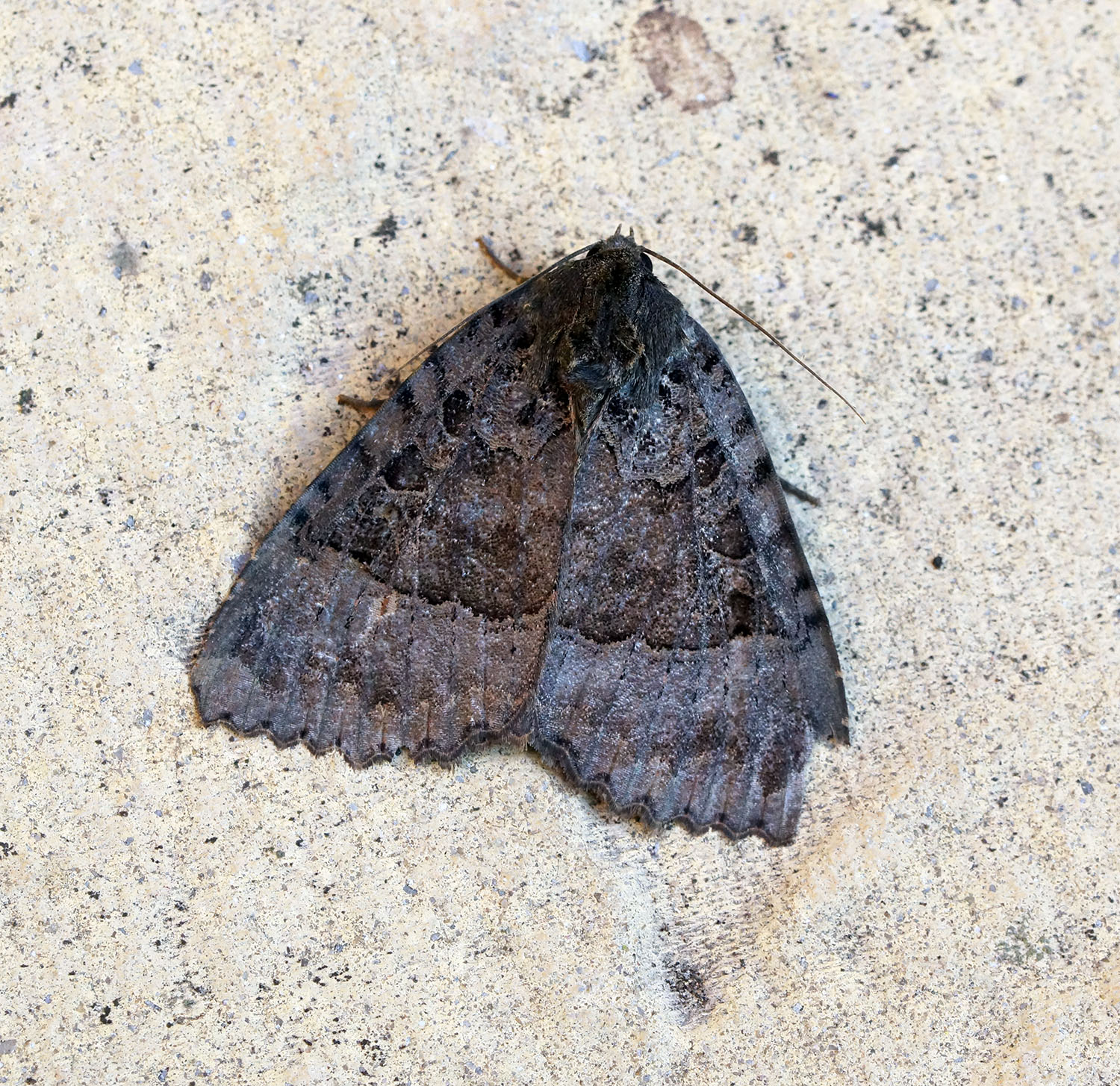 a close up of a moth on concrete