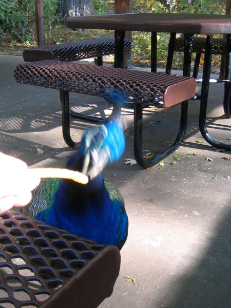 peacock at picnic table being filmed while another person holds it