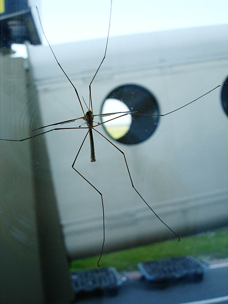 a very big spider hanging by some glass