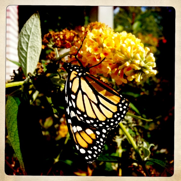 a monarch erfly resting on a flower