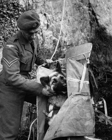 man in uniform standing next to a dog and holding soing