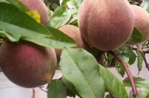 a peach tree with several ripe fruit on it