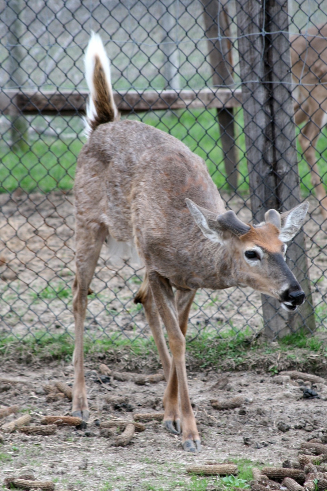 a baby deer standing next to a wire fence