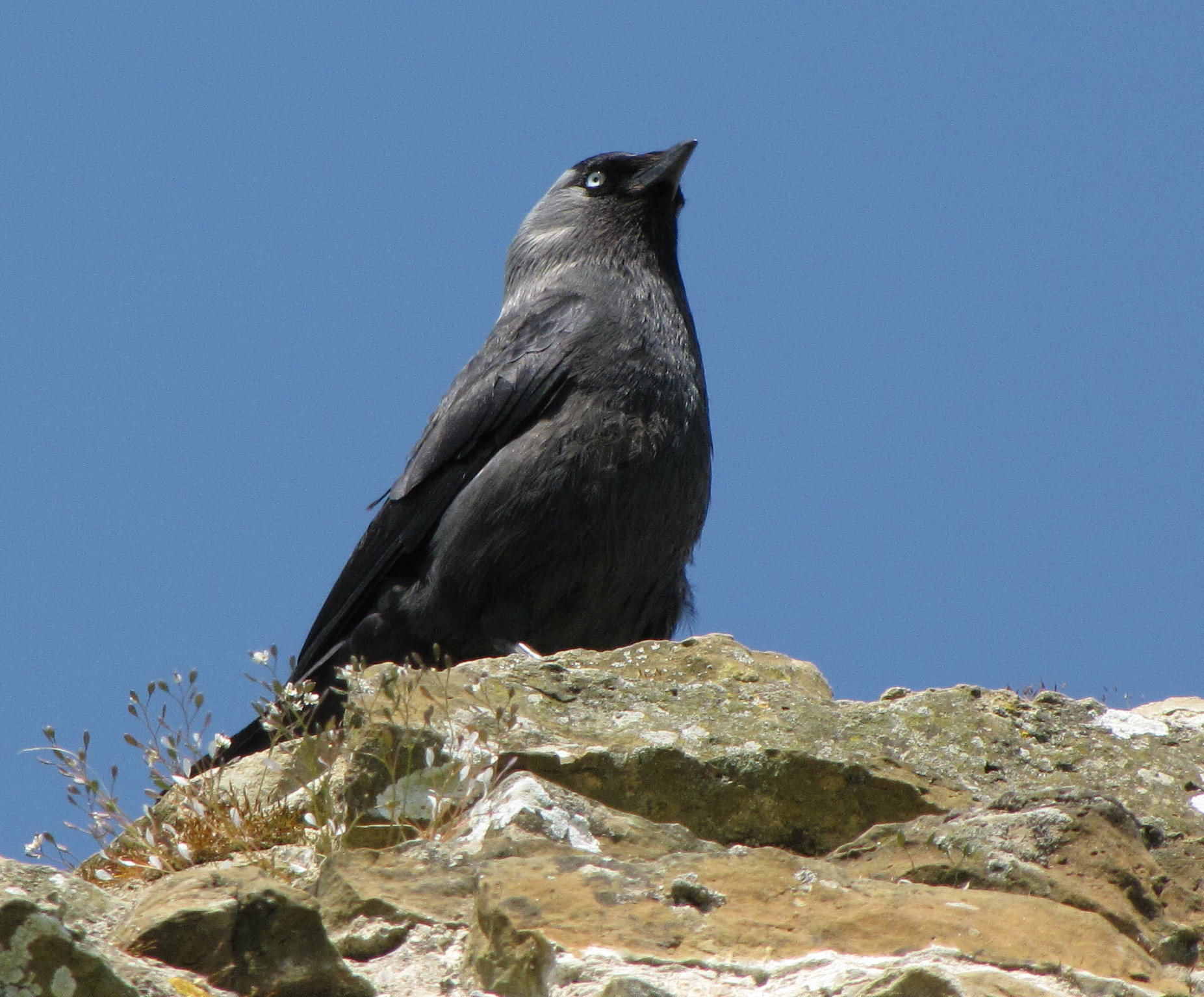 a black bird is standing on top of a rock