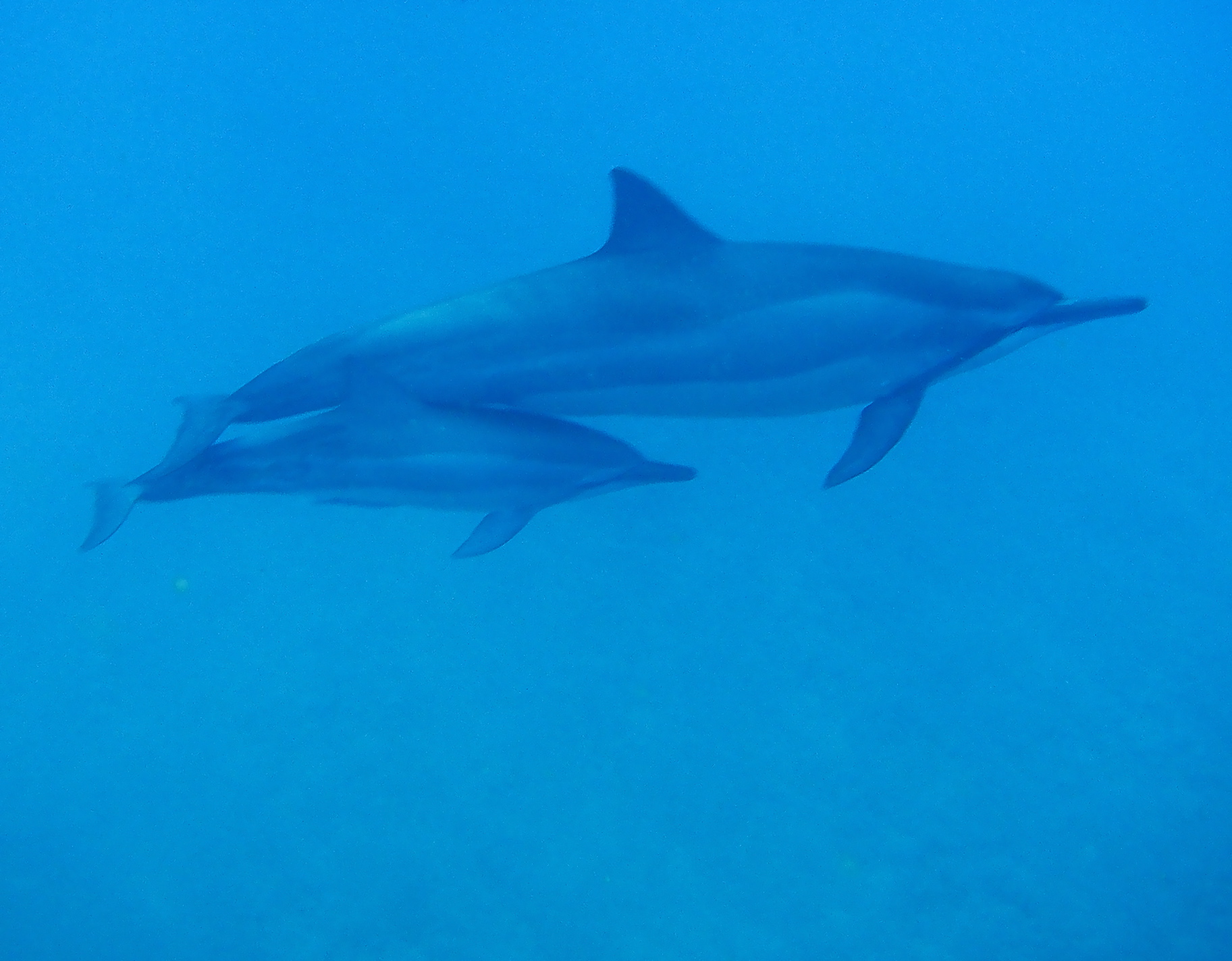 two dolphins swim together in clear blue water