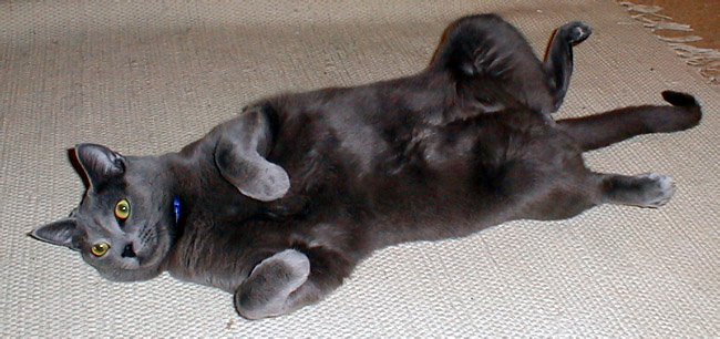a cat laying on it's back on the floor