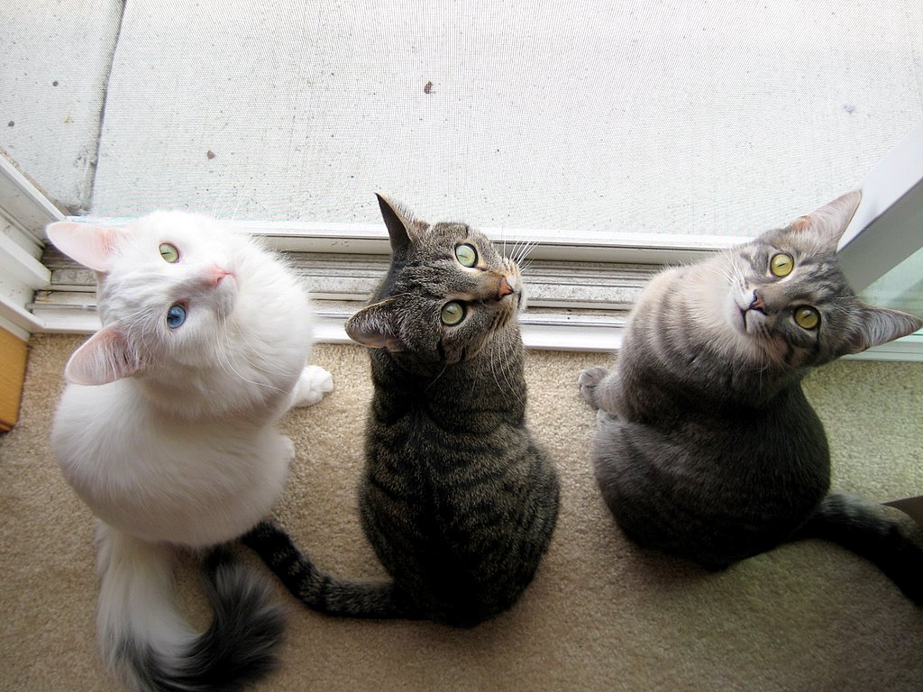 three cats standing up against an open door