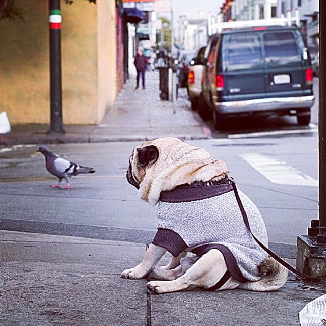 a small pug dog dressed in gray with black accents is sitting on the side walk next to the street