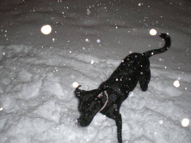 a black dog walks in the snow with his paw on its head