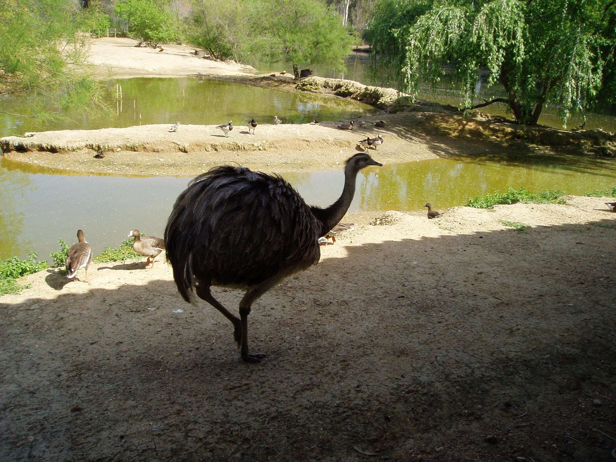 an ostrich walks along the path to the water