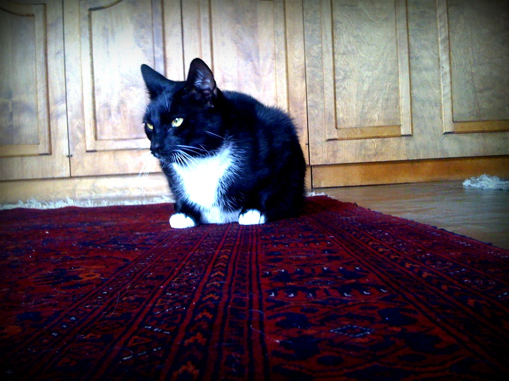 a black and white cat is sitting on the rug