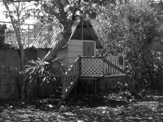 black and white pograph of small wooden cabin by a tree