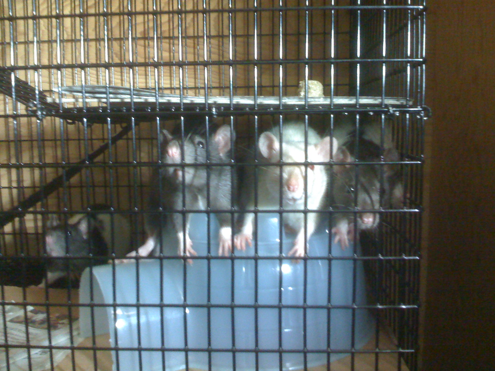 a group of little grey rats in a cage