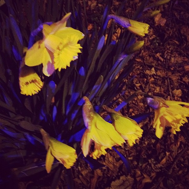 flowers that are growing from the ground