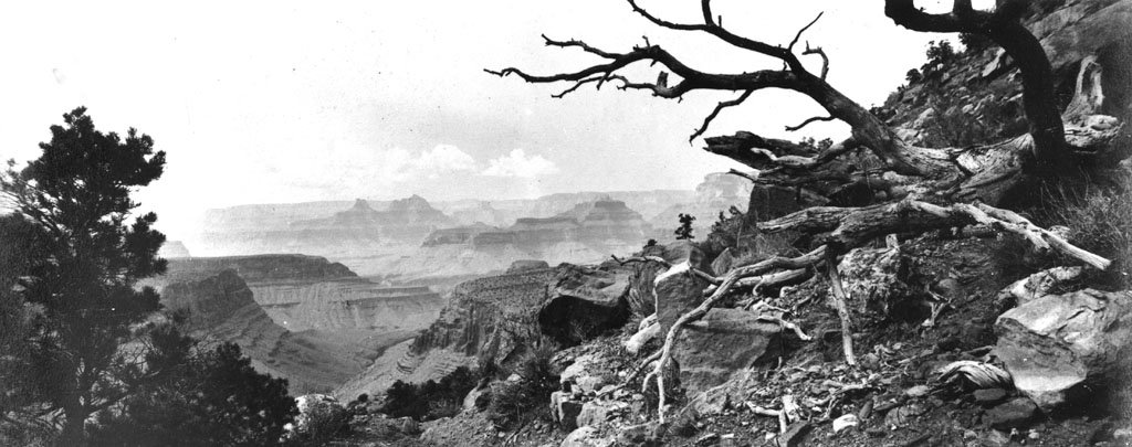 a dead tree sits in the foreground at grand canyon