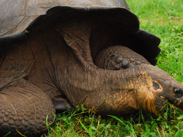 an image of a large turtle laying in the grass