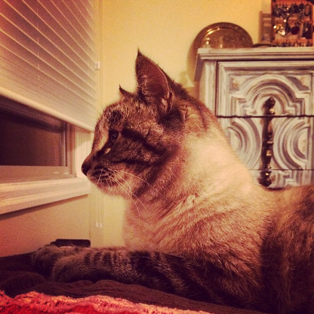 a cat is sitting on the edge of a window