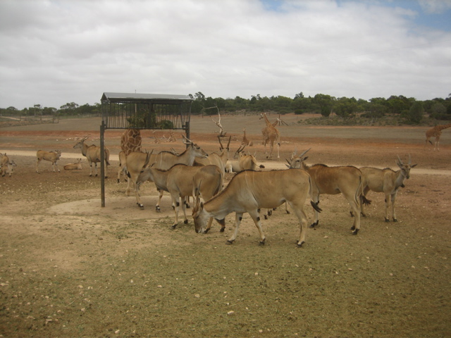 several animals are standing around together on a grassy field