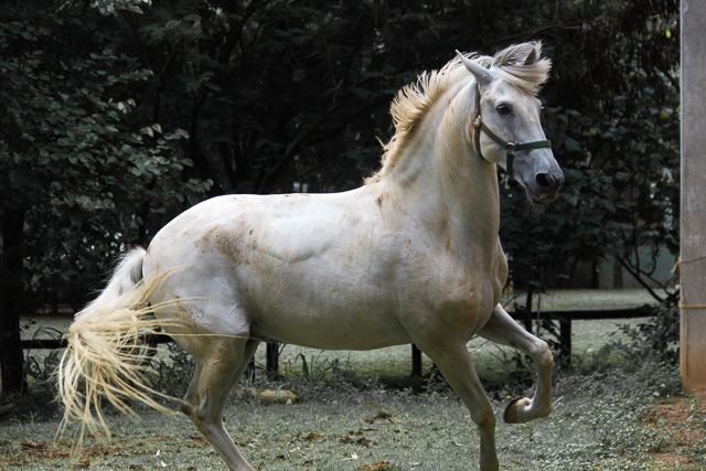 white horse trotting through grassy field in enclosure