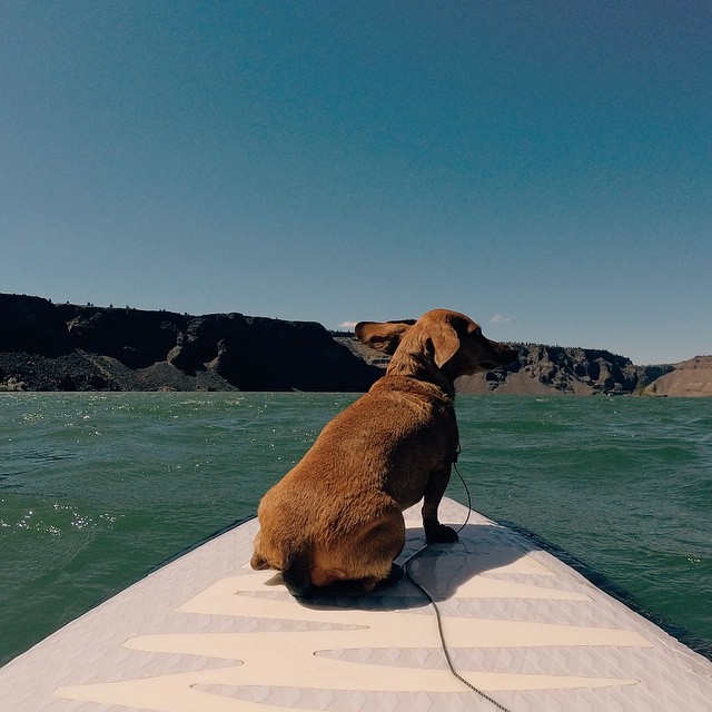 a brown dog sitting on a dock looking into the water