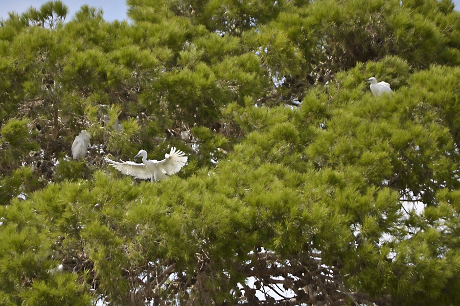 white birds sitting in a tree on a sunny day