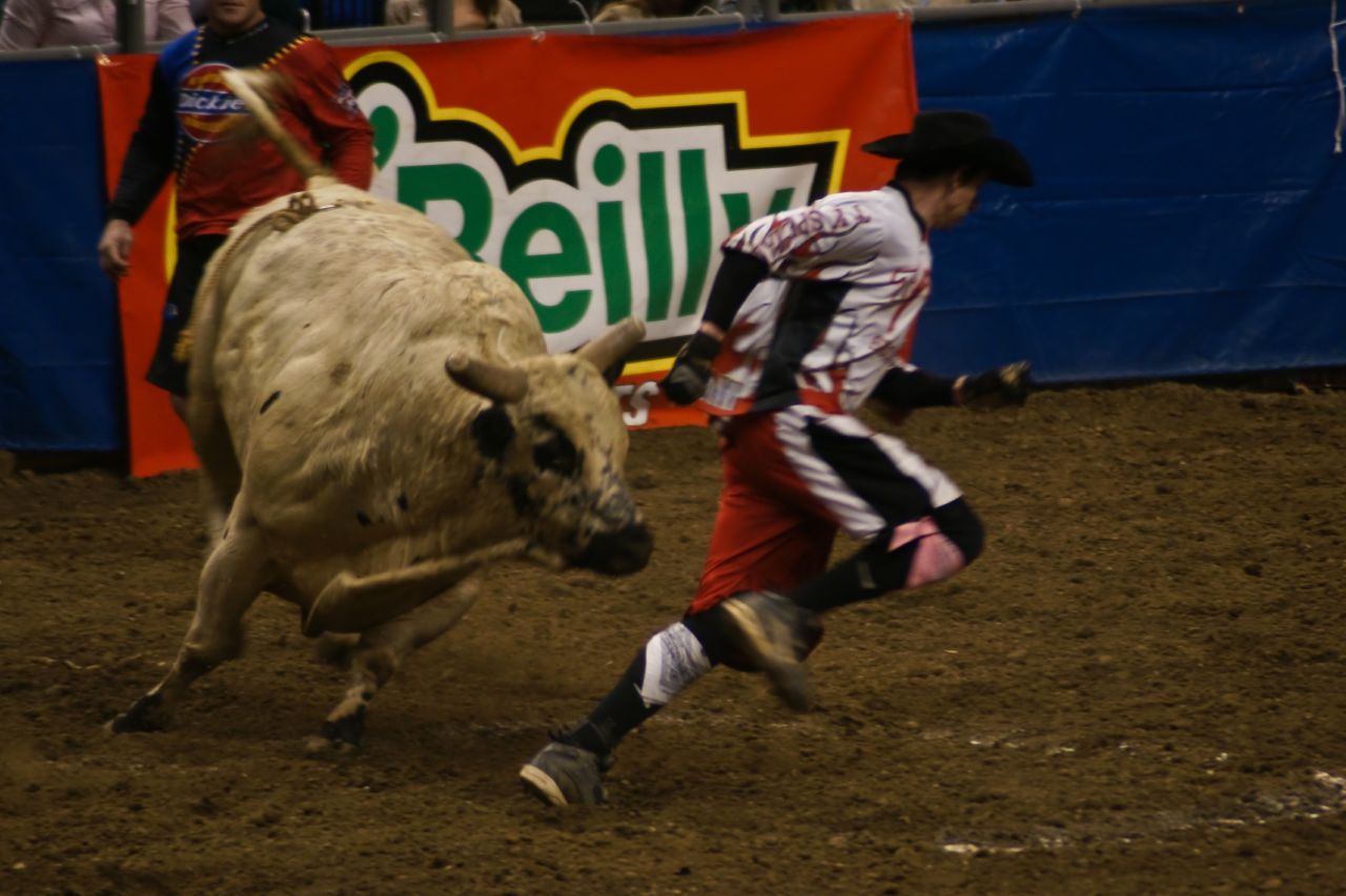 a professional rodeo bull riding is the most dangerous thing to be seen here