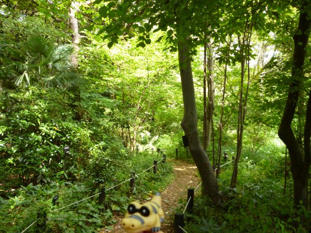 a stuffed animal on a trail in the woods