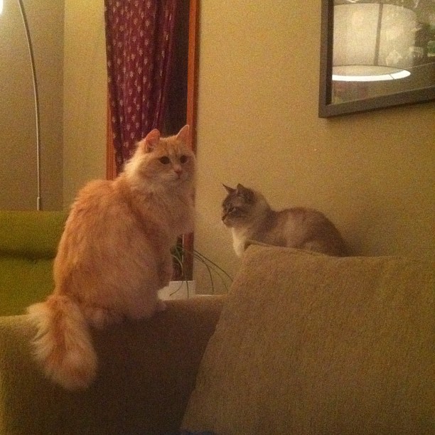 a cat is sitting on the arm of a couch while another looks at it