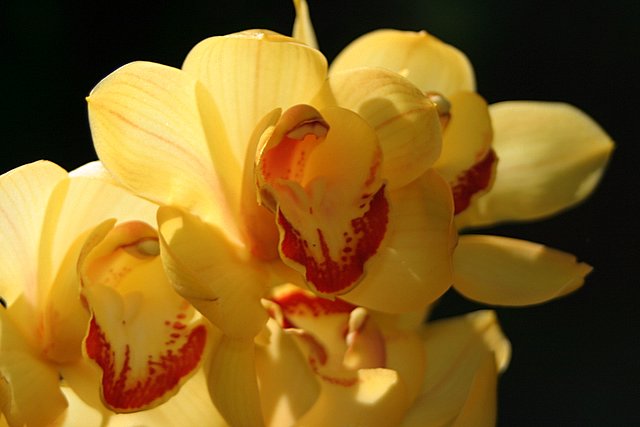 a large yellow flower with maroon centers