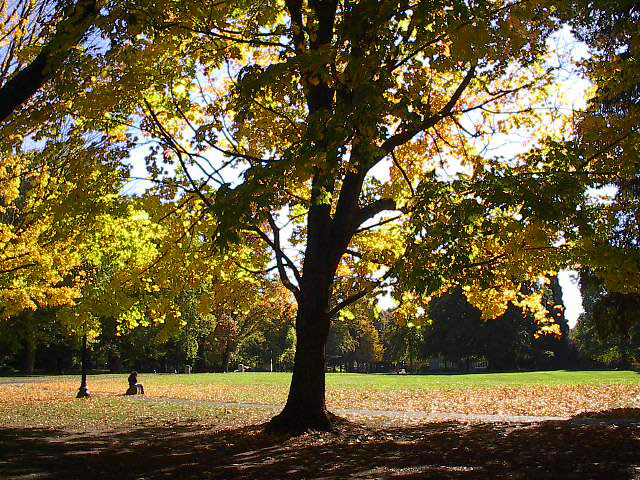 there are trees in the park and autumn leaves on the ground