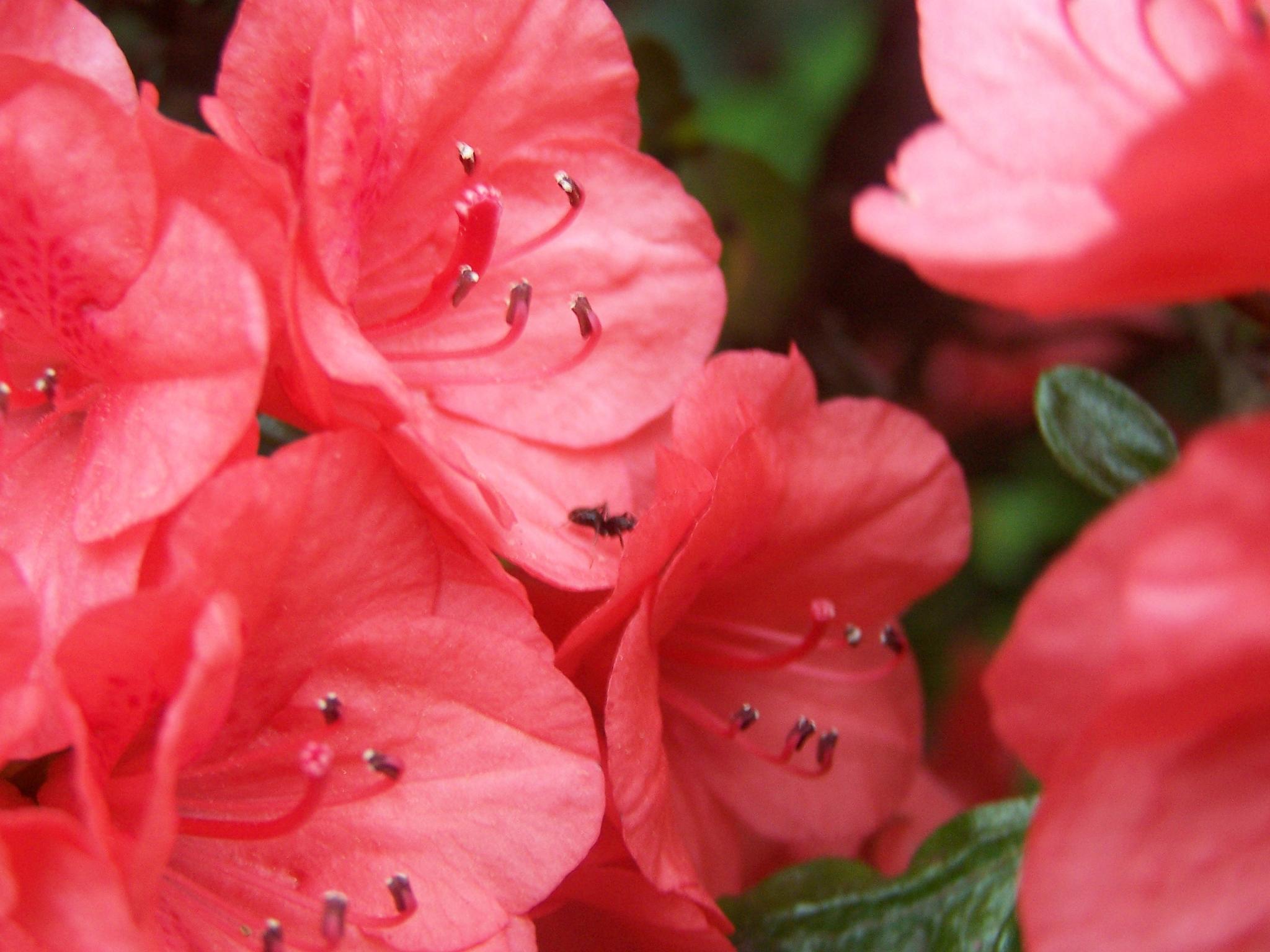 some pink flowers with some green leaves