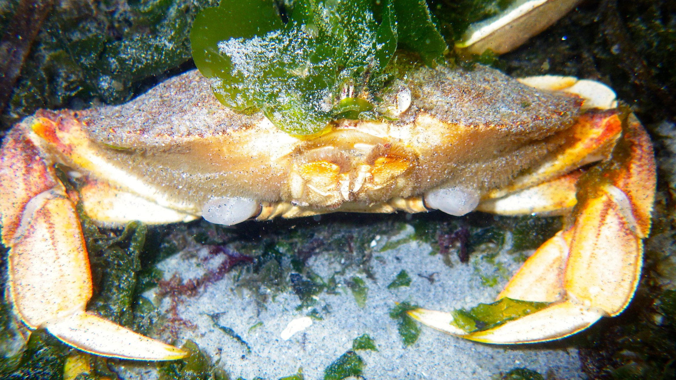 a close up view of a green object in the water