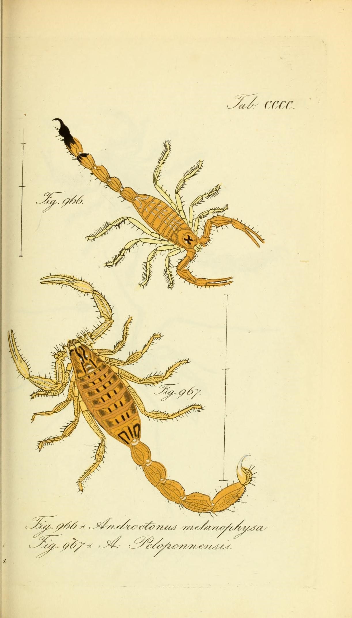 a drawing of some types of insects and scorpions