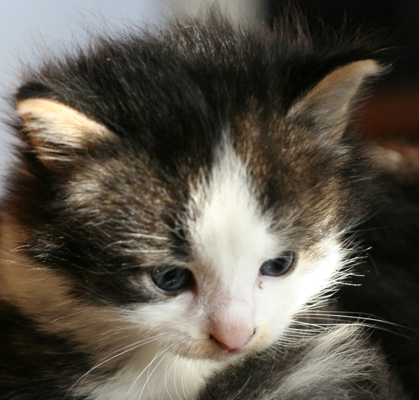 a cat sitting on the ground looking off to the side